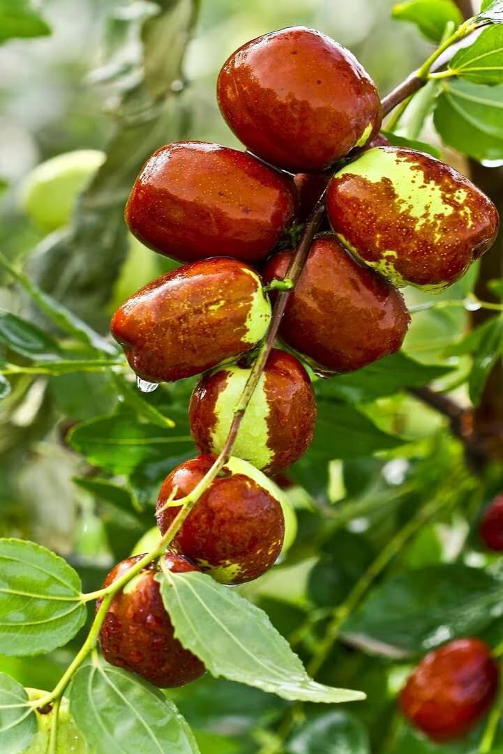 نهال عناب پیوندی اوکراینی — تصویر ۲