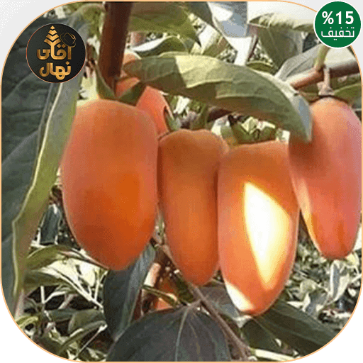 نهال خرمالو موزی — تصویر ۴