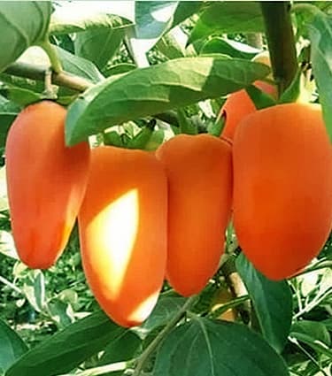 نهال خرمالو موزی — تصویر ۲
