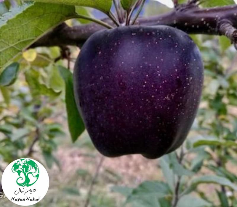 نهال سیب میراکل — تصویر ۳