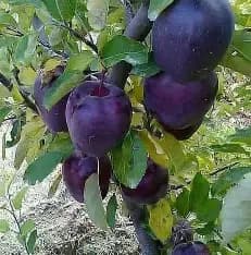 نهال سیب میراکل