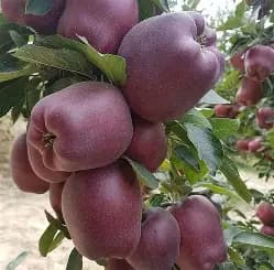 نهال سیب قرمز فرانسه — تصویر ۲