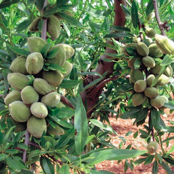 نهال بادام فرانسیس — تصویر ۲