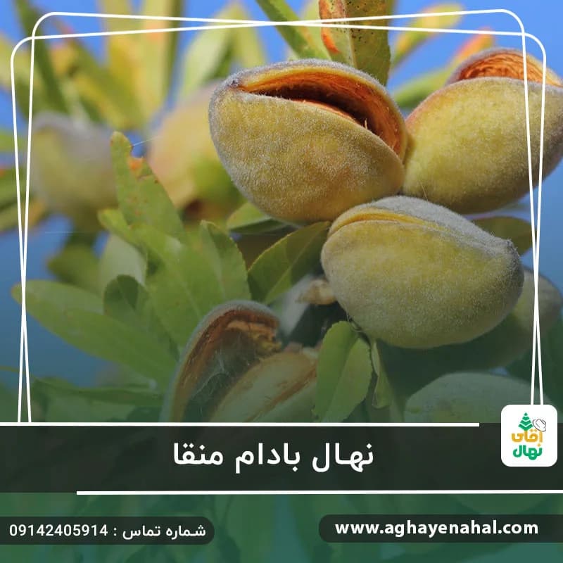 نهال بادام منقا — تصویر ۲