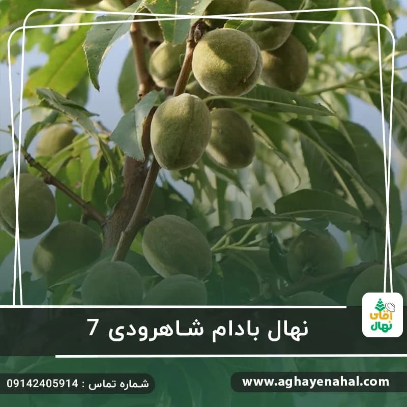 نهال بادام شاهرودی 7 — تصویر ۲