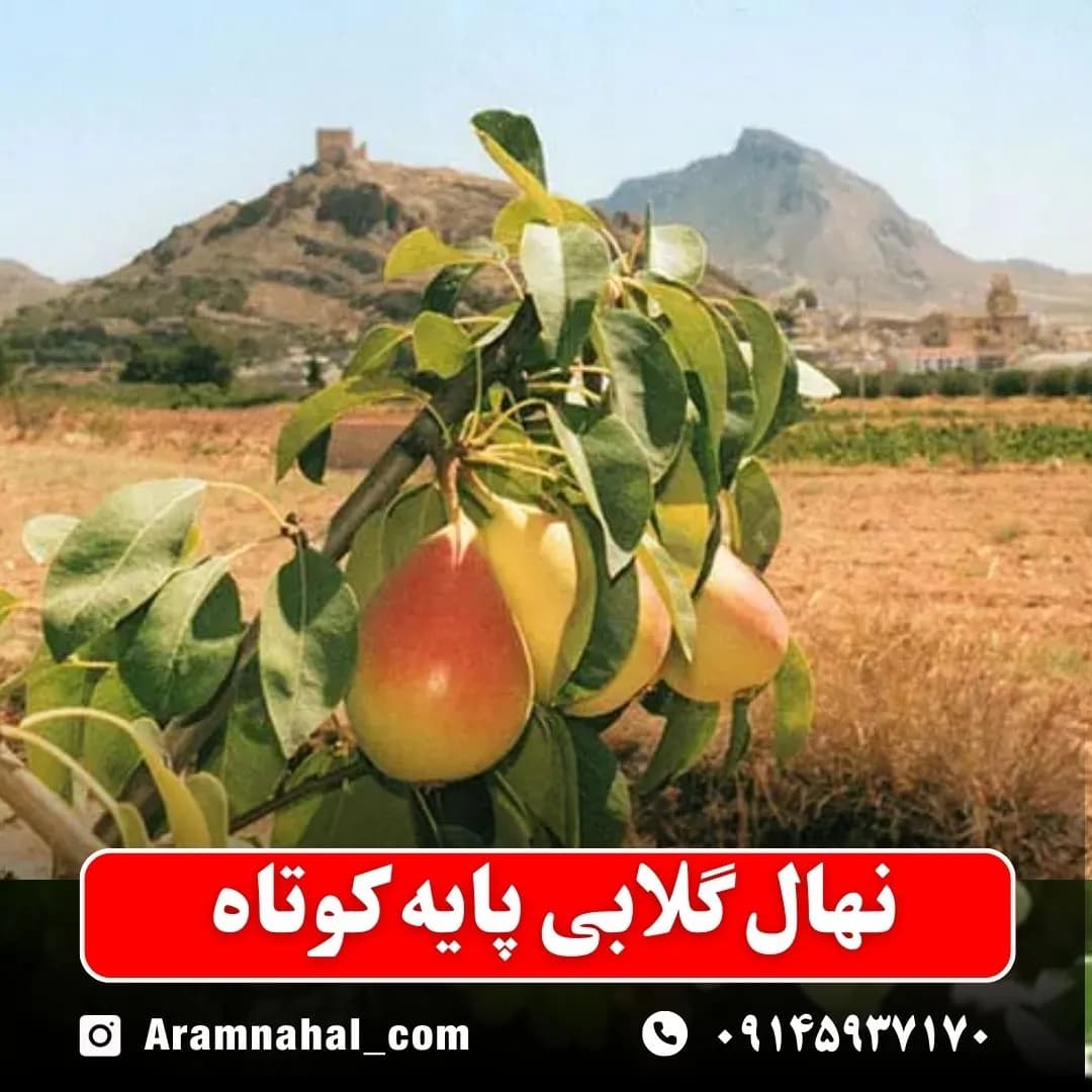 نهال گلابی پایه کوتاه — تصویر ۳