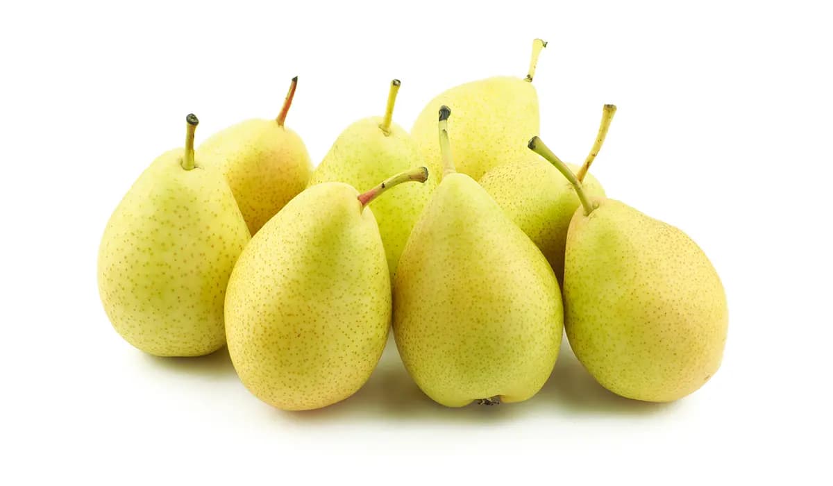 نهال گلابی ترکیه