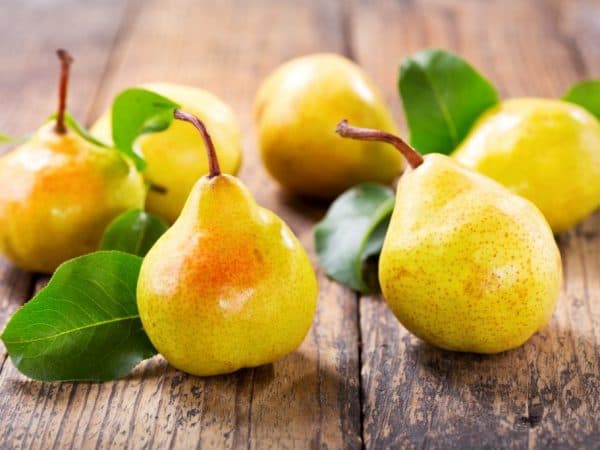 نهال گلابی سیبری — تصویر ۲
