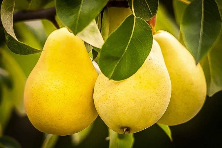 نهال گلابی اسپادانا