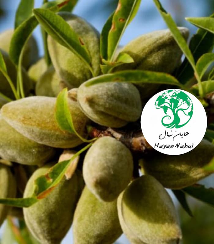نهال بادام آذر دیرگل — تصویر ۲