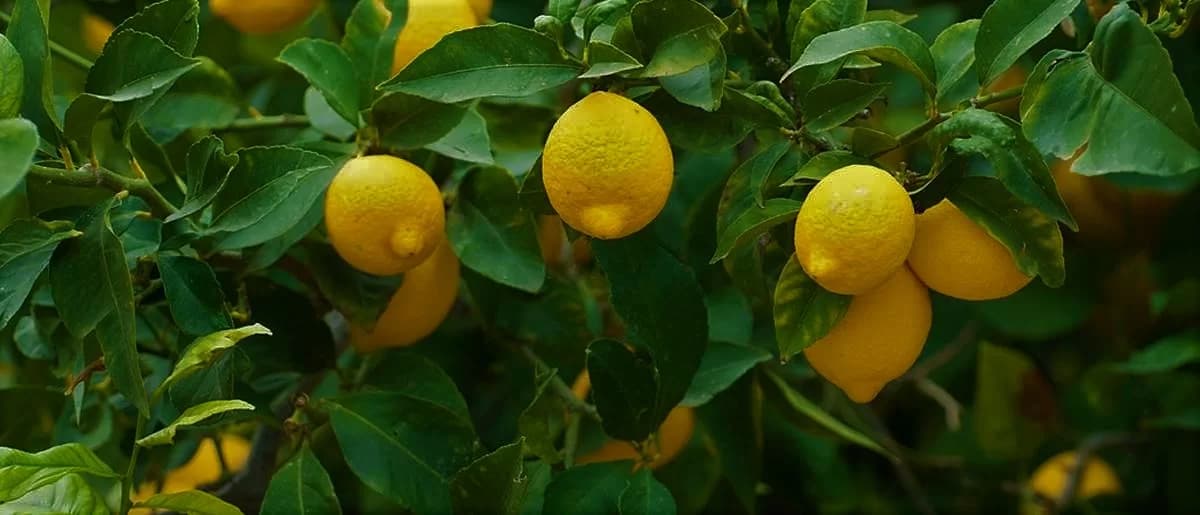 لیمو شیرین