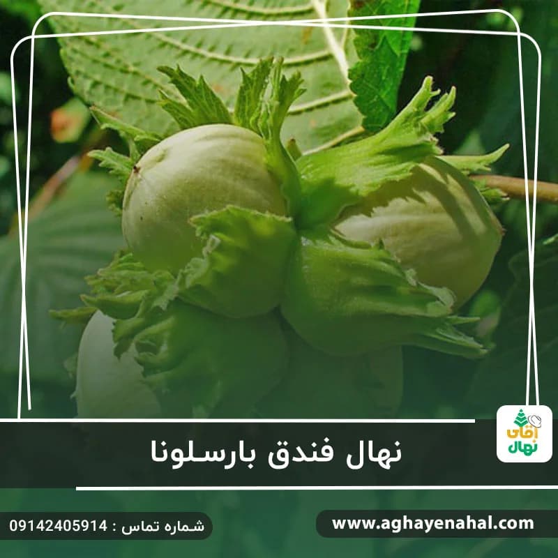 نهال فندق بارسلونا — تصویر ۳