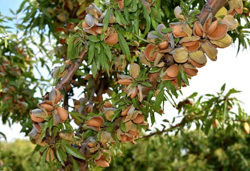 بادام فرانیس