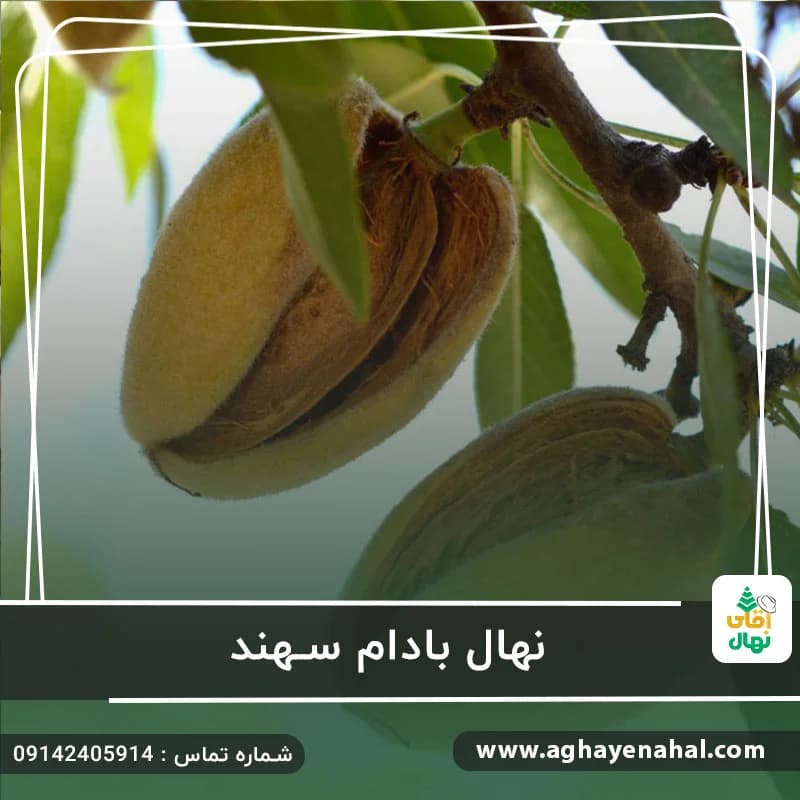 نهال بادام سهند — تصویر ۳