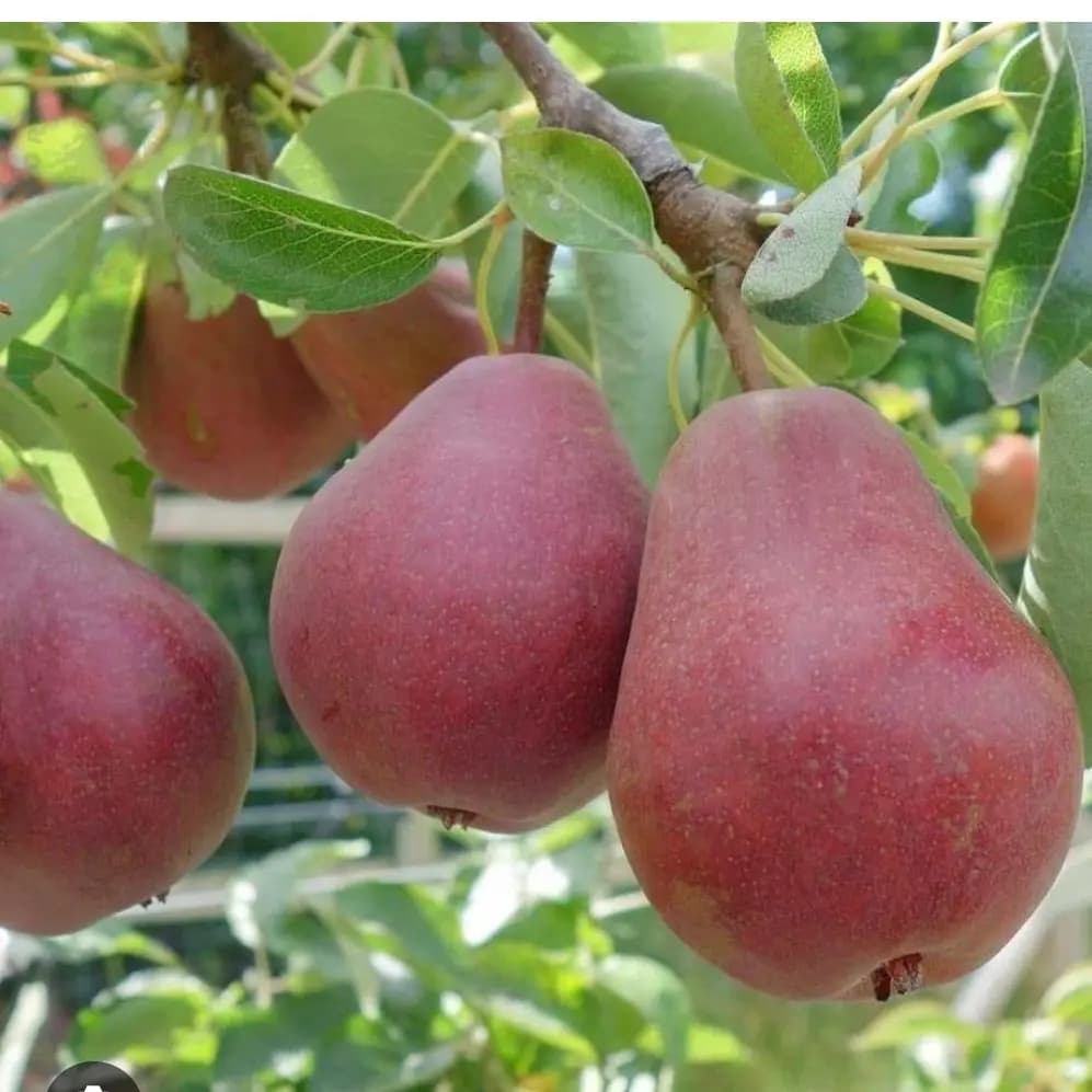 نهال گلابی رد آنجو (گلابی پوست قرمز)