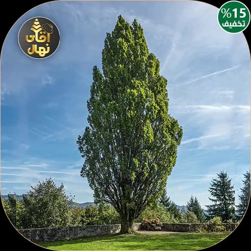 نهال صنوبر تبریزی — تصویر ۳