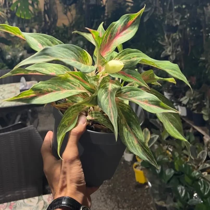 گیاه آگلونما سوزی — تصویر ۲