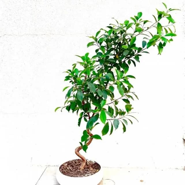 گیاه بنسای فیکوس رتوزا 4