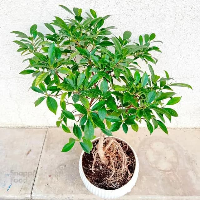 بنسای فیکوس رتوزا 3 — تصویر ۲