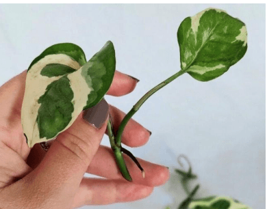 قلمه گیاه پتوس ارتشی — تصویر ۲