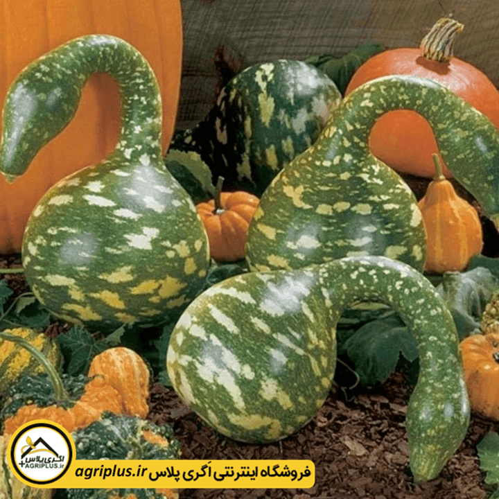 بذر کدو زینتی قو خالدار (Cucurbita speckled swan) مولر