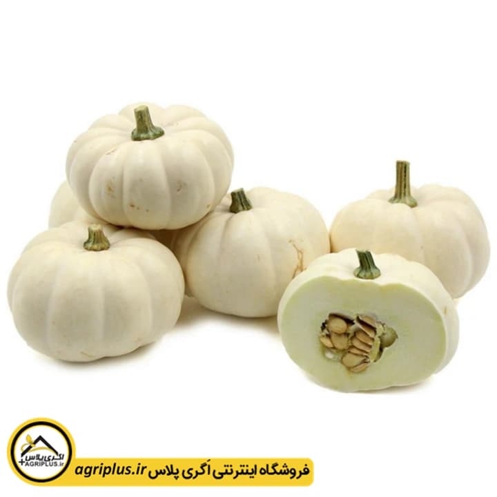بذر کدو زینتی بوی نوزاد (Cucurbita Pepo Baby Boo) مولر