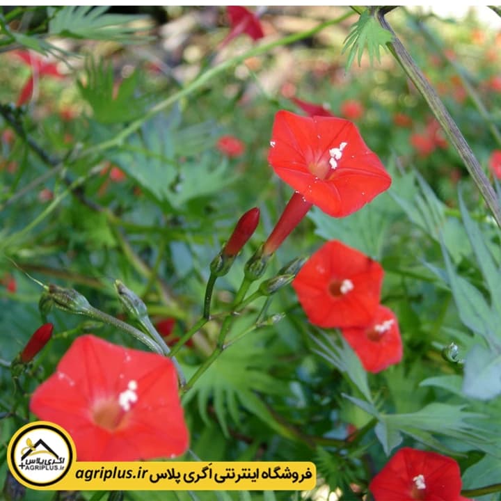 بذر گل نیلوفر قرمز هلندی (Ipomoea Multifida Cardinal Climber) مولر — تصویر ۲
