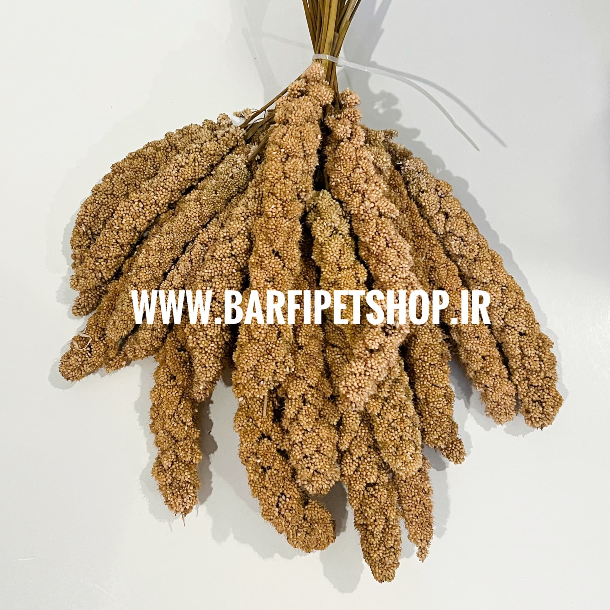 ارزن خوشه ای — تصویر ۲