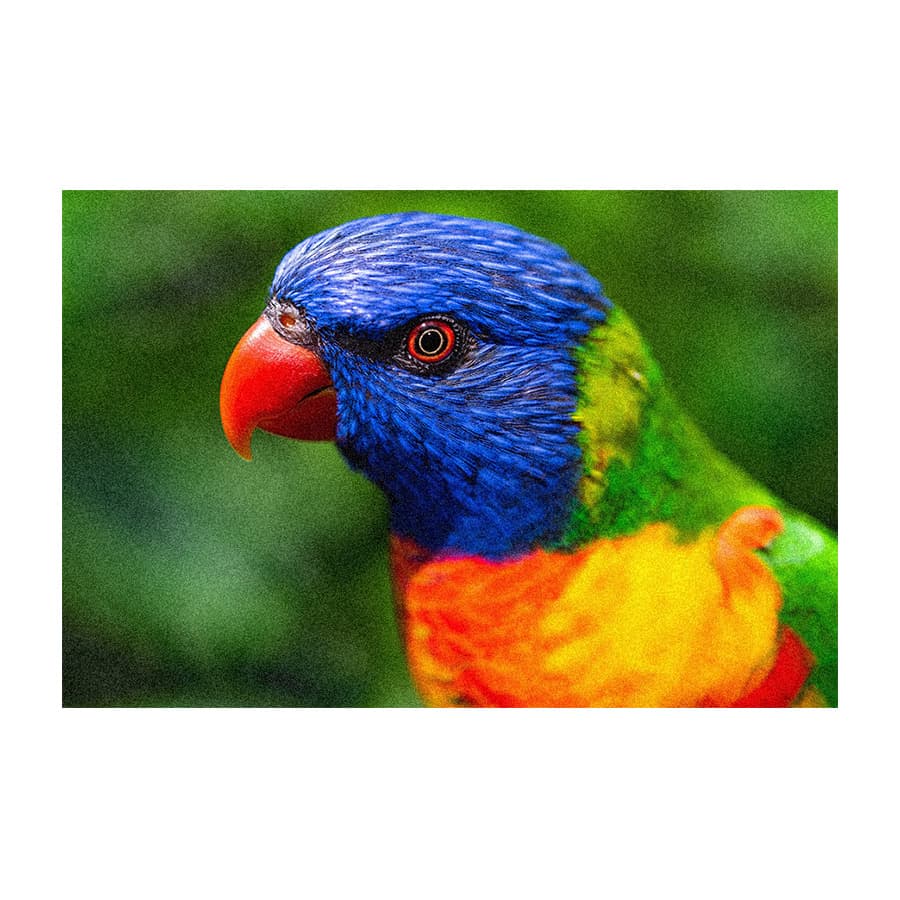 تابلو فرش ماشینی طوطی| تابلو فرش حیوانات کد 09020