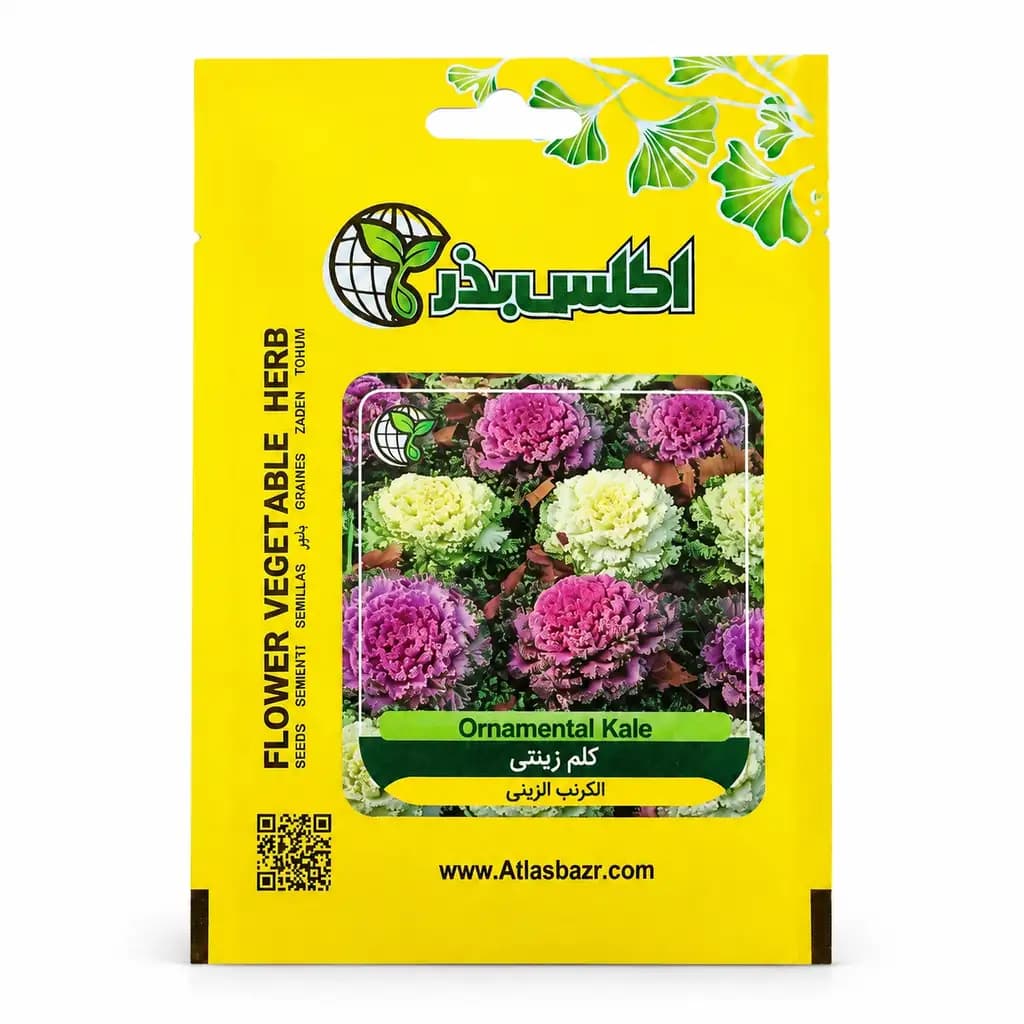 بذر کلم زینتی الوان — تصویر ۲