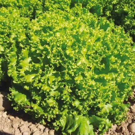 بذر کاهو فرانسوی سبز (کاهو فر سبز، لولو بیوندا) پاکت 5000 عددی — تصویر ۲