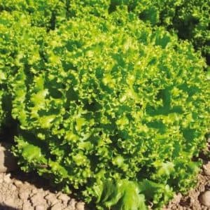 بذر کاهو فرانسوی سبز (کاهو فر سبز، لولو بیوندا) پاکت 5000 عددی — تصویر ۳