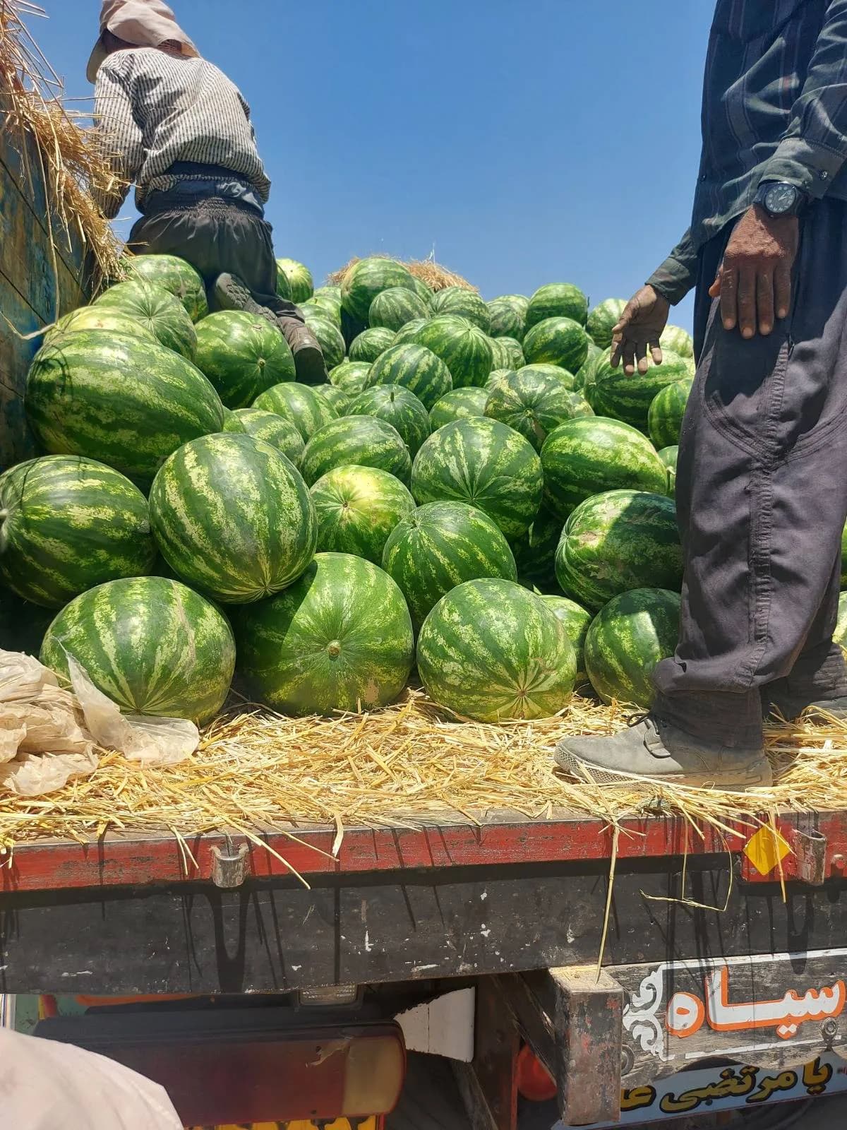 بذر هندوانه رولکس گرد و بسیار زودرس پاکت 1000 عددی — تصویر ۵