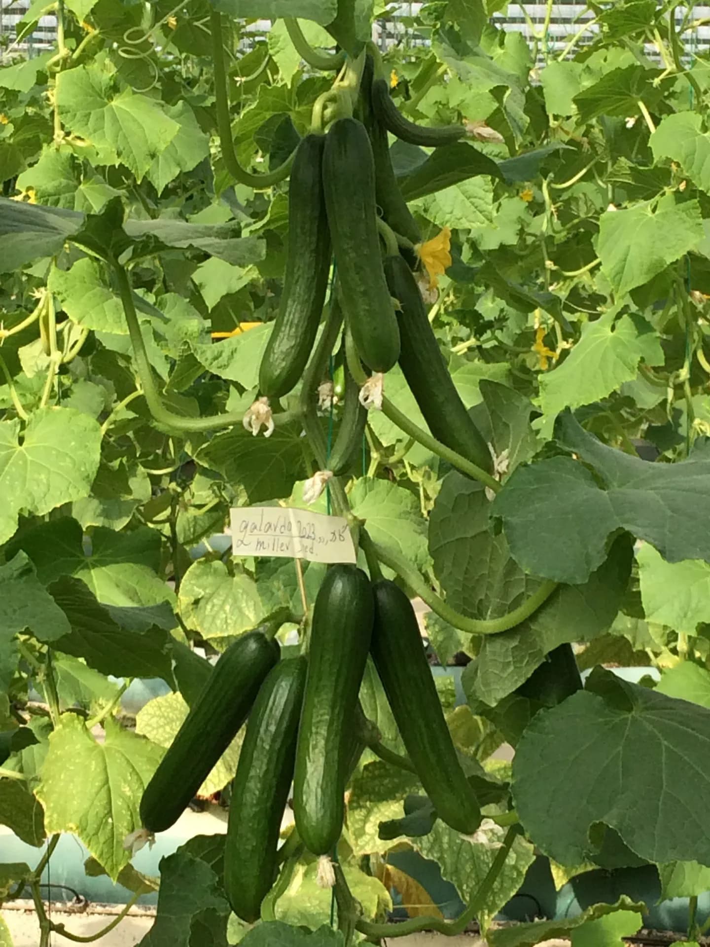 بذر خیار گالاردو گلخانه ای پرگل پاکت 500 عددی — تصویر ۸