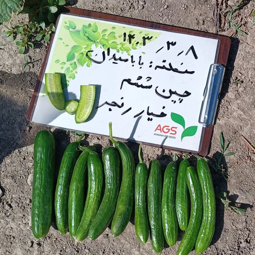 بذر خیار رنجر مناسب برای بازار و خیارشور پاکت 2500 عددی — تصویر ۶