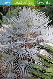 بذر نخل کمیاب فن پالم مدیترانه ایی چامیروپس آبی Blue Mediterranean Fan Palm (Chamaerops Humilis Cerifera) — تصویر ۱۱