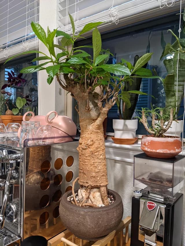 بذر درخت مقدس بایوباب آفریقایی ADONSONIA DIGITATA — تصویر ۷