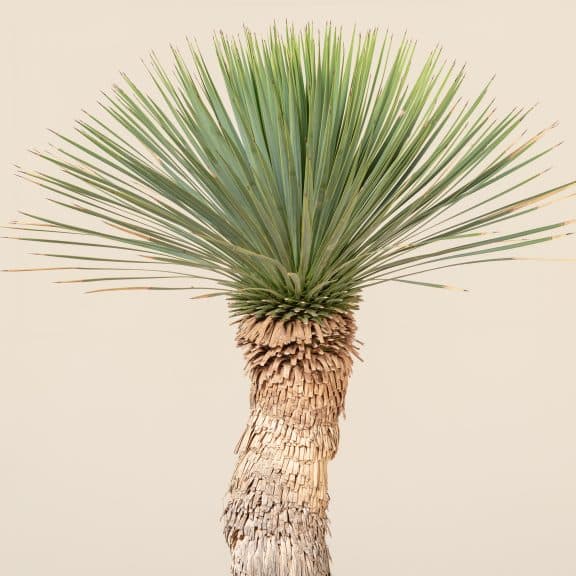 بذر کمیاب یوکا روستراتا YUCCA ROSTRATA — تصویر ۶