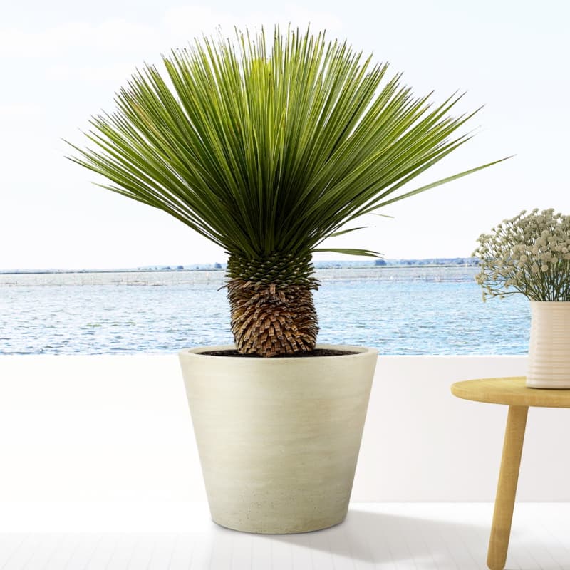 بذر کمیاب یوکا روستراتا YUCCA ROSTRATA — تصویر ۴