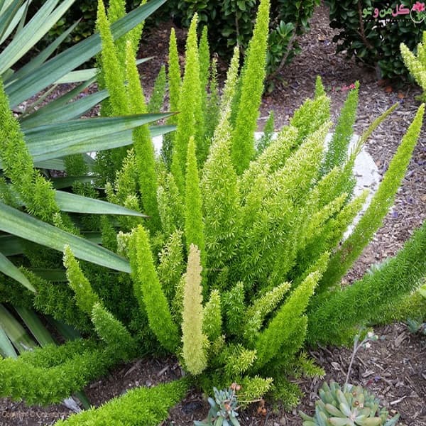 بذر کمیاب آسپاراگوس دم روباهی Asparagus Meyerii — تصویر ۱۲