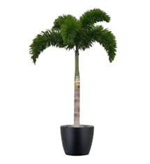 بذر نخل دم روباهی Foxtail Palm — تصویر ۴