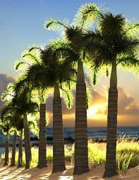 بذر نخل دم روباهی Foxtail Palm — تصویر ۳