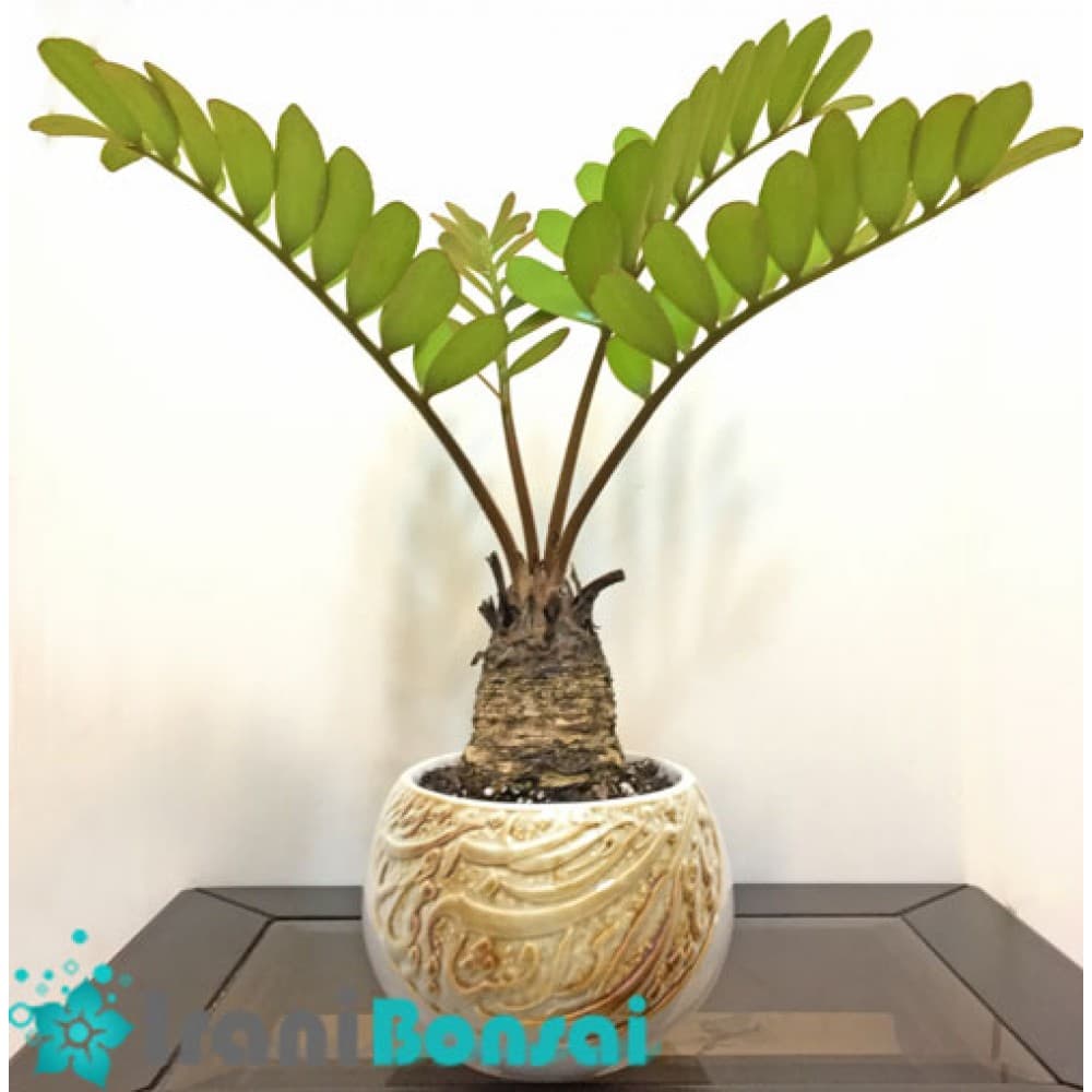 بذر سیکاس زامیا Cycas Zamia — تصویر ۷