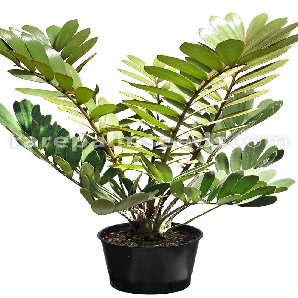 بذر سیکاس زامیا Cycas Zamia — تصویر ۵