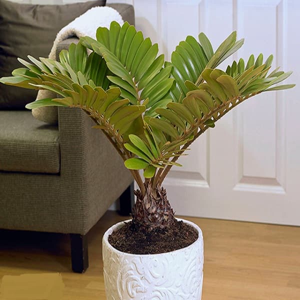 بذر سیکاس زامیا Cycas Zamia — تصویر ۲