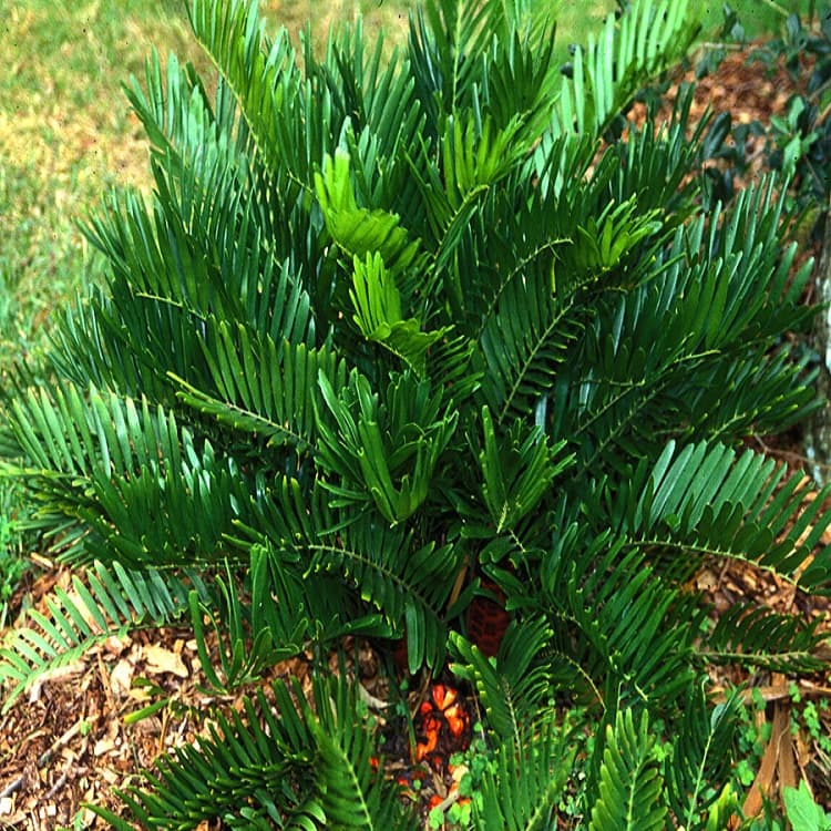 بذر سیکاس زامیا Cycas Zamia — تصویر ۳