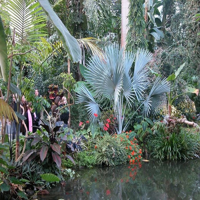 بذر نخل بیسمارک نوبیلیس Bismarckia nobilis — تصویر ۸
