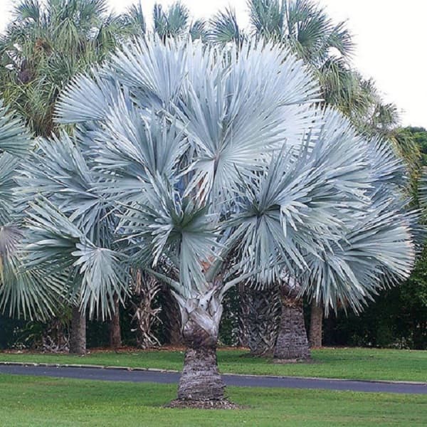 بذر نخل بیسمارک نوبیلیس Bismarckia nobilis — تصویر ۷