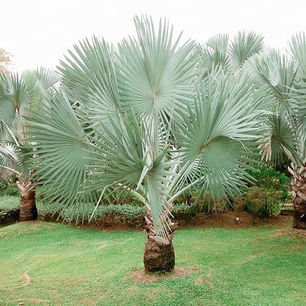 بذر نخل بیسمارک نوبیلیس Bismarckia nobilis — تصویر ۶