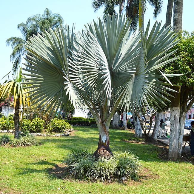 بذر نخل بیسمارک نوبیلیس Bismarckia nobilis — تصویر ۴